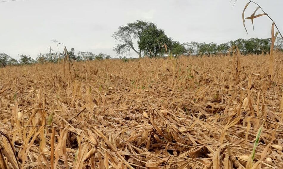 Fuertes lluvias dañan plantaciones de maíz en Los Santos