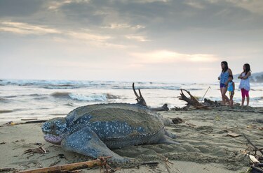 El viaje de la tortuga Soca
