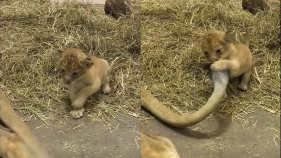 Zoológico presenta a su nuevo cachorro de león