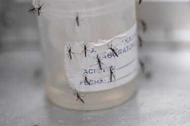 Con 8 millones de casos de dengue, la epidemia en las Américas no tiene precedentes