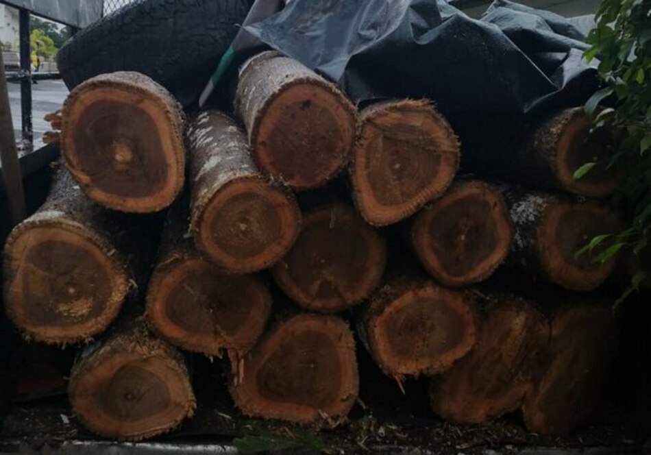 Ministerio de Ambiente decomisa cargamento de madera en Los Santos
