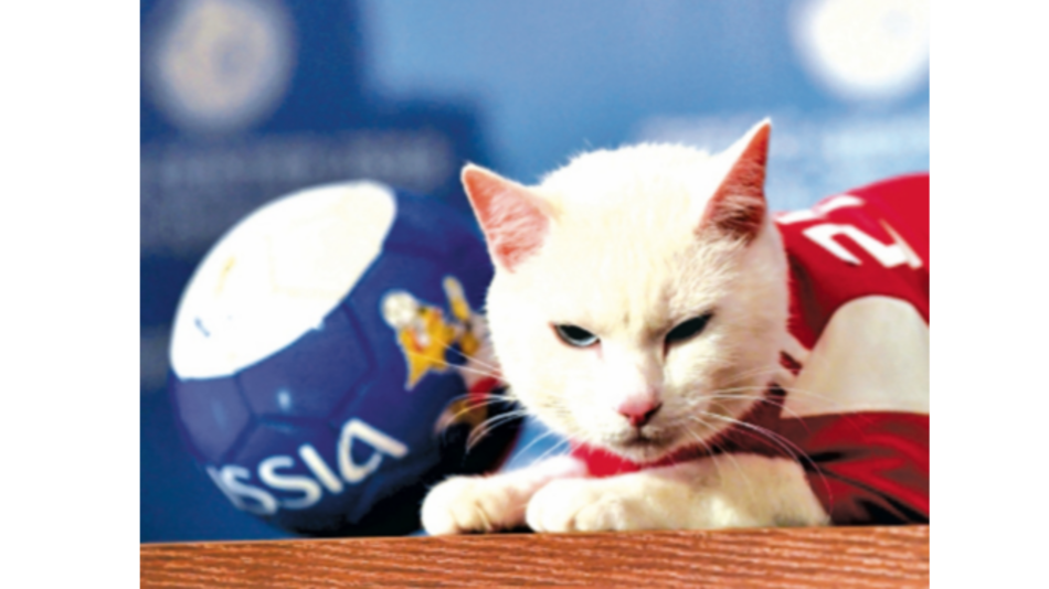 Gato llamado Aquiles emula al pulpo Paul de Sudáfrica 2010