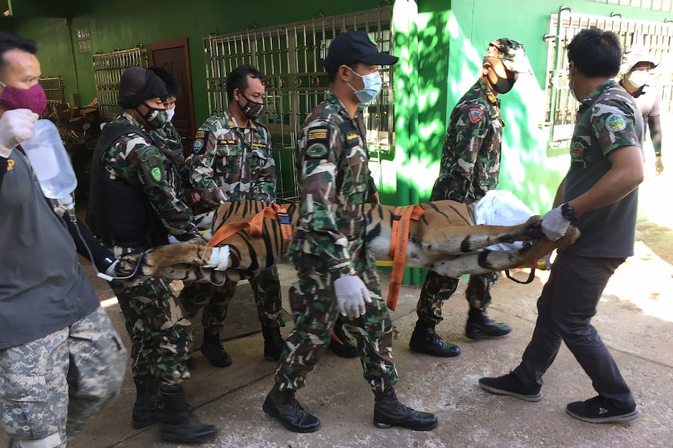 Hallan un tigre decapitado en un zoo de Tailandia sospechoso de participar en tráfico de animales