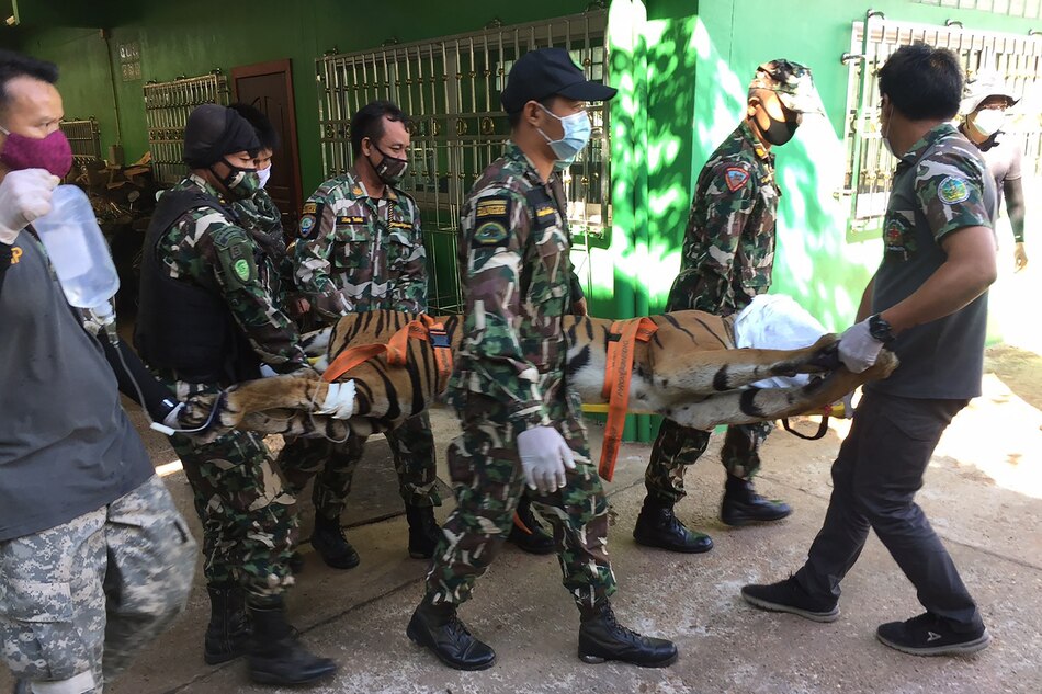 Hallan un tigre decapitado en un zoo de Tailandia sospechoso de participar en tráfico de animales