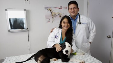 Mirar y palpar el alma animal