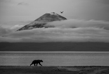 Las deslumbrantes imágenes de los premios Fotógrafo de la Vida Silvestre 2025