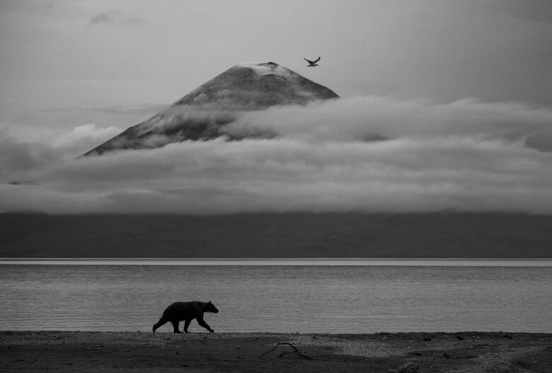 Las deslumbrantes imágenes de los premios Fotógrafo de la Vida Silvestre 2025