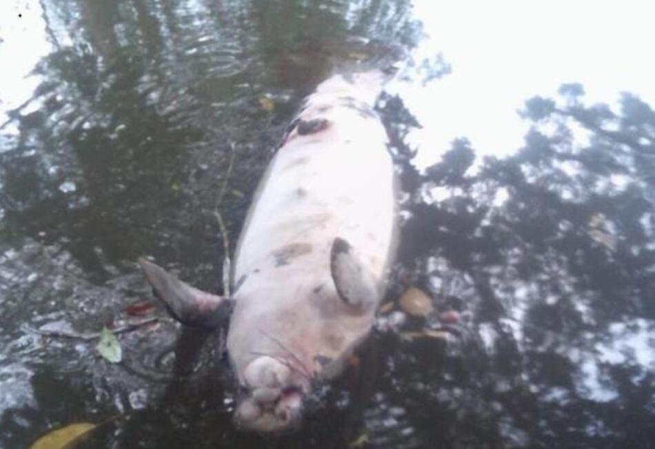 Sigue amenaza a  manatíes en área protegida del humedal de San San Pond Sak