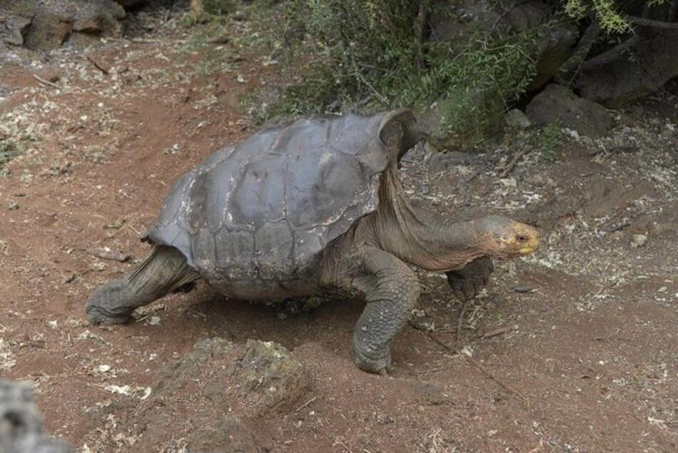 Diego, la tortuga súper macho que salvó a su especie en las Galápagos