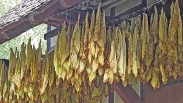 Acerca del tabaco
