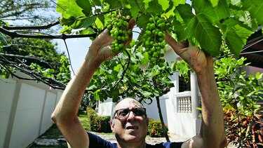 Labor detrás de un pequeño viñedo
