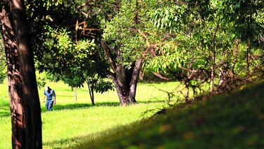 Pulmón de la ciudad, amenazado