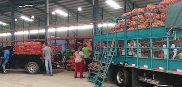 Gobierno comprará cebolla a productores coclesanos