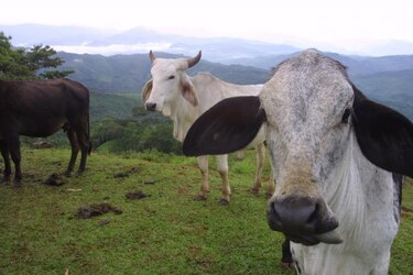 Primer caso de mal de vacas locas desde 2007 en Alemania