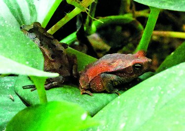 La recuperación de anfibios