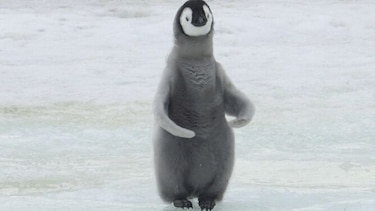 Casi no nacen pingüinos emperador en zona de la Antártida