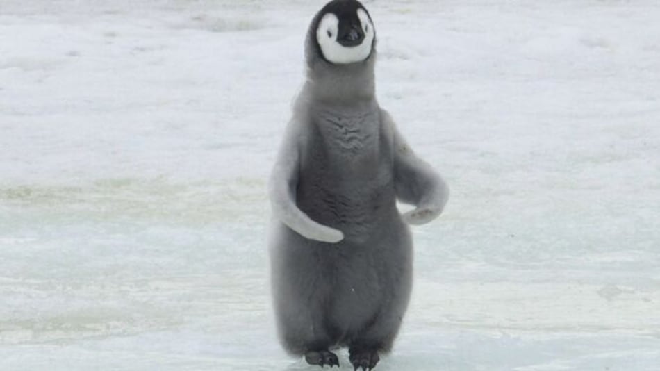 Casi no nacen pingüinos emperador en zona de la Antártida