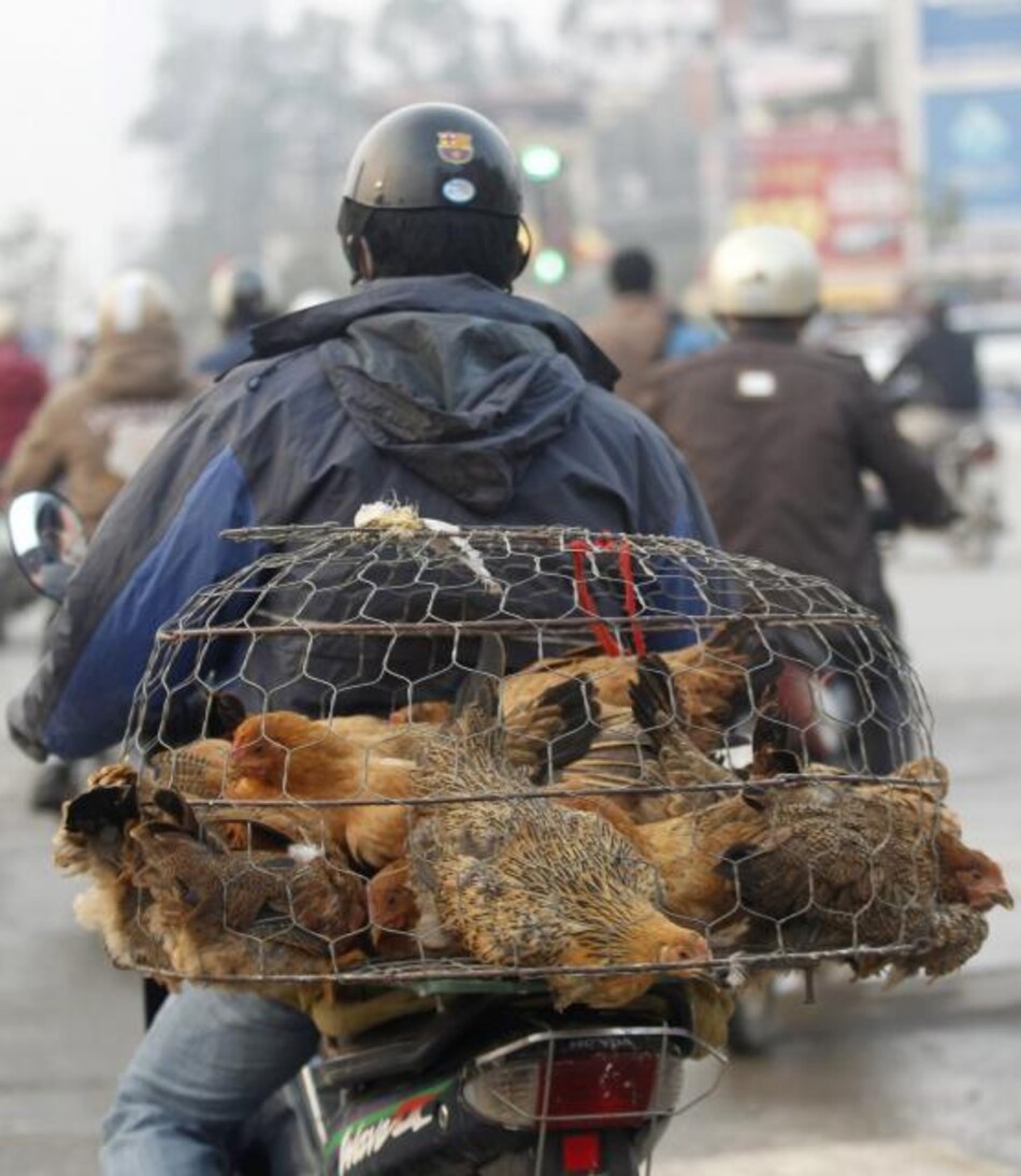 Muerto por gripe aviar no fue infectado por otra persona