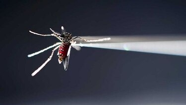 Nueva York registra primer caso de microcefalia ligada al virus del zika