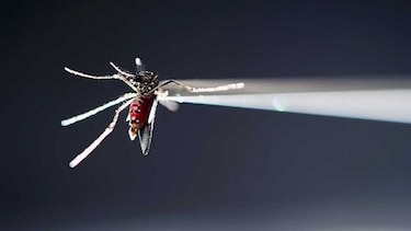 Nueva York registra primer caso de microcefalia ligada al virus del zika