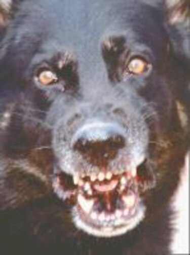 Mascotas Mordedura canina