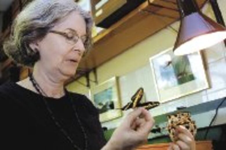 Maravillosas ‘alas con escamas’