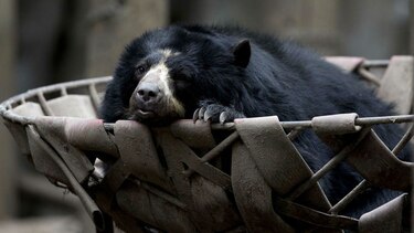 Tras cierre de zoo bonaerense, animales siguen enjaulados