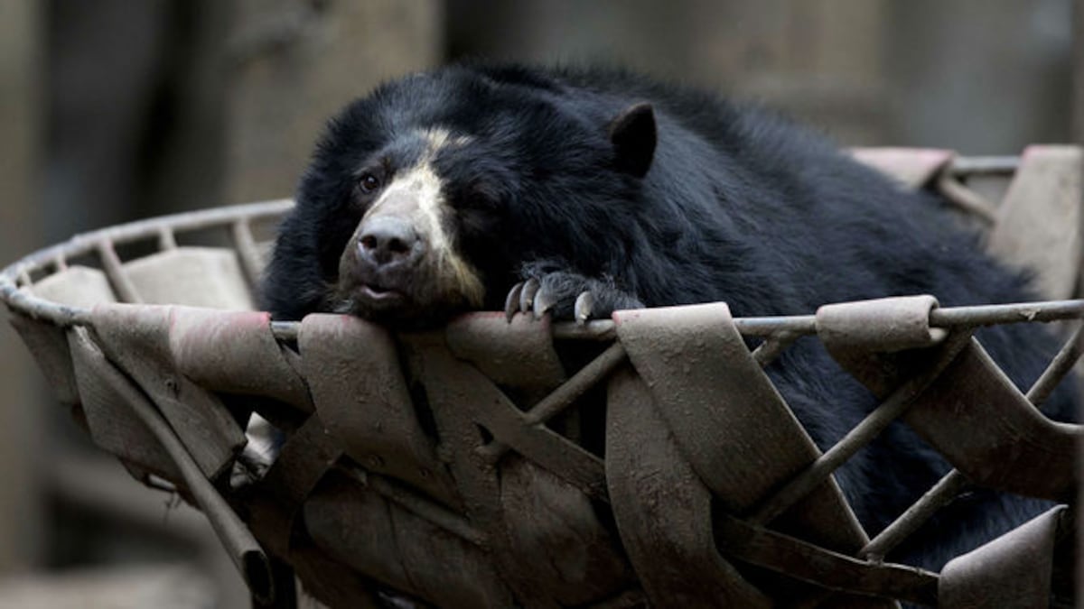 Tras cierre de zoo bonaerense, animales siguen enjaulados