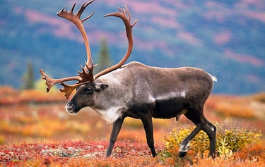 'Preocupante descenso' de las manadas de renos en Canadá