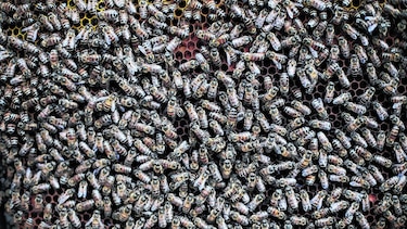 El plan es atraer a las abejas