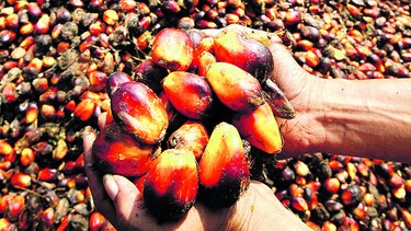 Aumenta consumo de aceite de palma