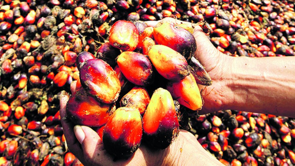 Aumenta consumo de aceite de palma