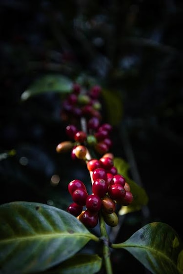 Café geisha de Panamá consolida su nombre en el mundo de los cafés de especialidad