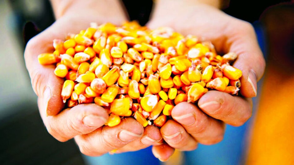 Maíz cae en Chicago por debilidad del mercado