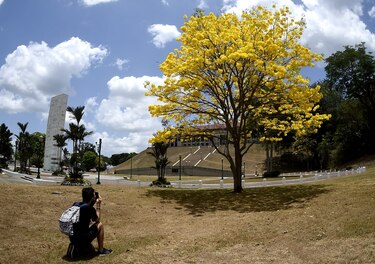 El guayacán florece al ritmo del cambio climático