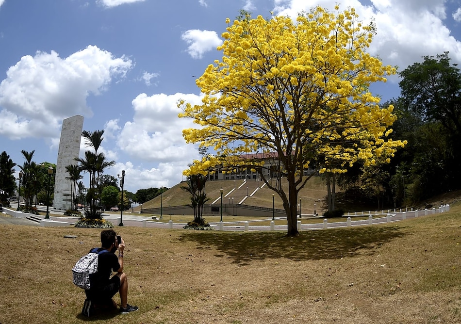 El guayacán florece al ritmo del cambio climático