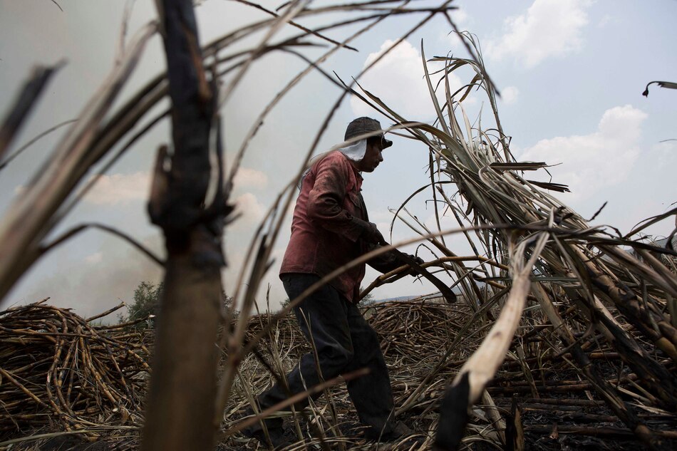Estados Unidos denuncia maltratos a trabajadores de azucareras en República Dominicana