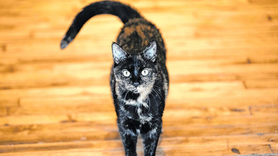 Ser huraño no es un problema