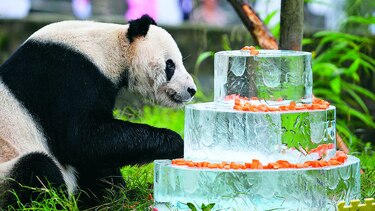 El Panda macho más viejo celebra su cumpleaños 30