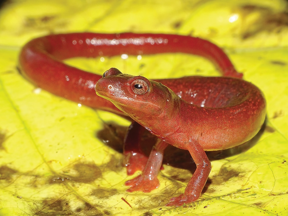 Descubren nueva salamandra en Panamá