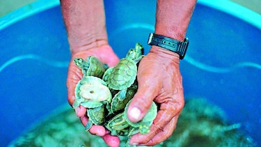Recortes para conservación afectan Amazonia