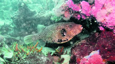 Mortandad de especies en arrecife de coral