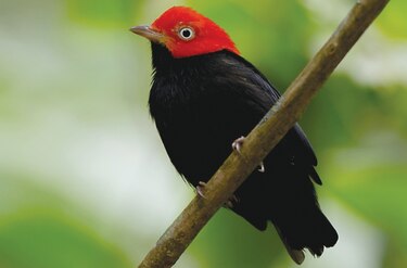 En lo profundo de la naturaleza panameña