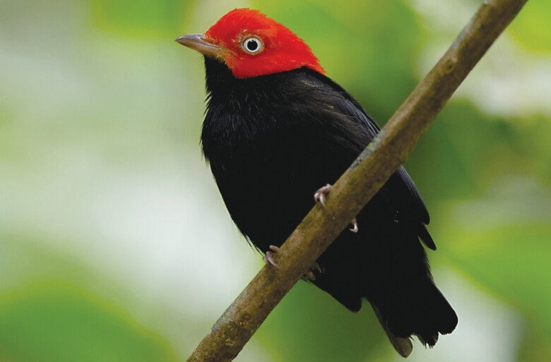 En lo profundo de la naturaleza panameña