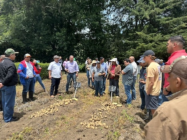 Productores panameños apostarán por una nueva variedad de papa