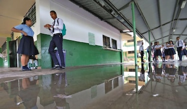 Murciélagos y palomas, focos de contaminación en escuela