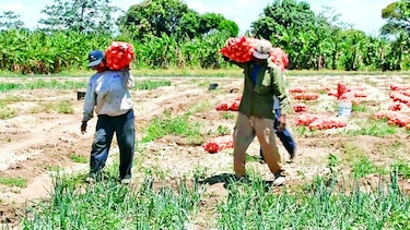 Cebolleros exigen solución a problemas
