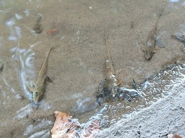 MiAmbiente evalúa contaminación en el río Santa María para presentar proceso administrativo contra responsables