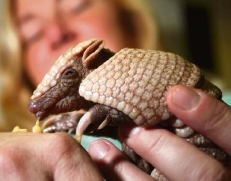 Lanzan campaña para salvar al armadillo