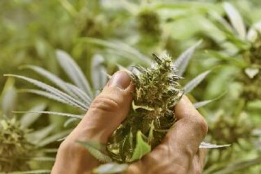 Colorado da primeras licencias para venta de marihuana